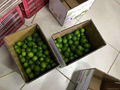 Fresh Seedless Lime 5