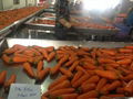 Fresh carrot 3