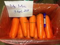 Fresh carrot 2