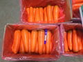 Fresh carrot 1