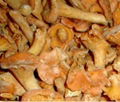 Frozen Cantharellus Cibarius 1