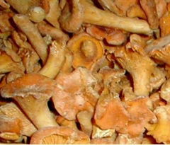 Frozen Cantharellus Cibarius