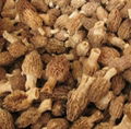 Frozen Morchella Esculenta 1