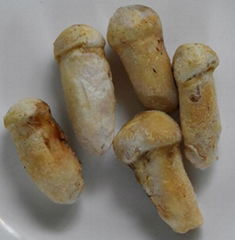 Frozen Matsutake