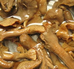 Brined Cantharellus Cibarius