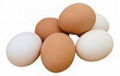 Fresh farm chicken eggs 1