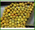 Citrus Oil Milling Machine Citrus oil peel extraction Machine 2