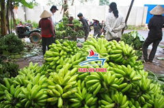 Fresh Cavendish Banana