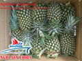 Fresh Pineapple 1