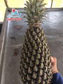 Fresh Pineapple 4