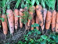 Carrots 2