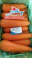 Carrots 4