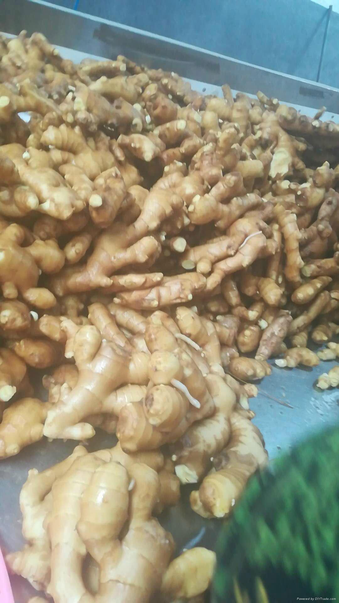 best quality fresh ginger 4