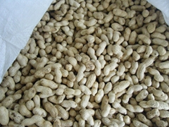 Peanut Kernel