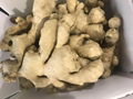 Best quality Air dried ginger 3