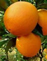 Navel Orange 1