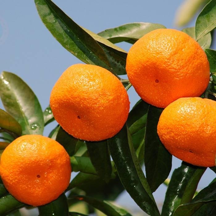 Tangerine (Lu Gan)