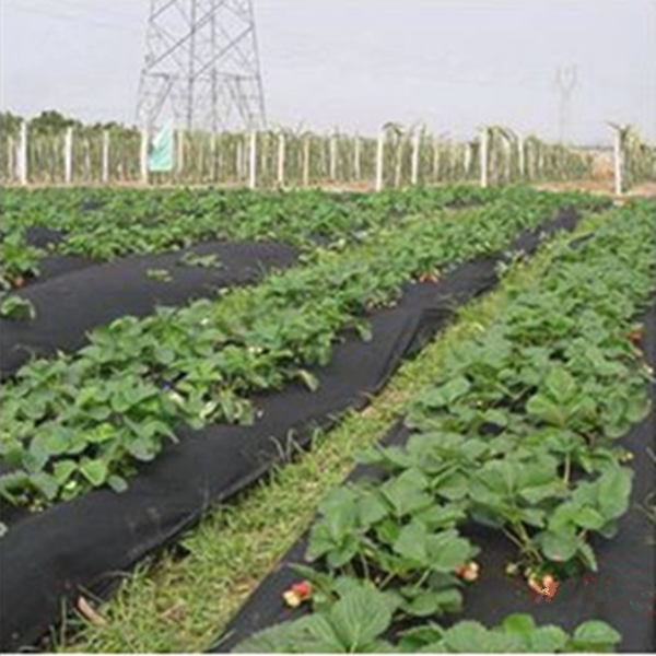 100% Virgin PP Material Ground Cover Weed Control Fabric 3
