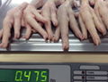 Exporters of Frozen Chicken Feet from