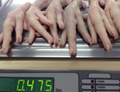 Frozen Chicken Feet and Paws for sale -
