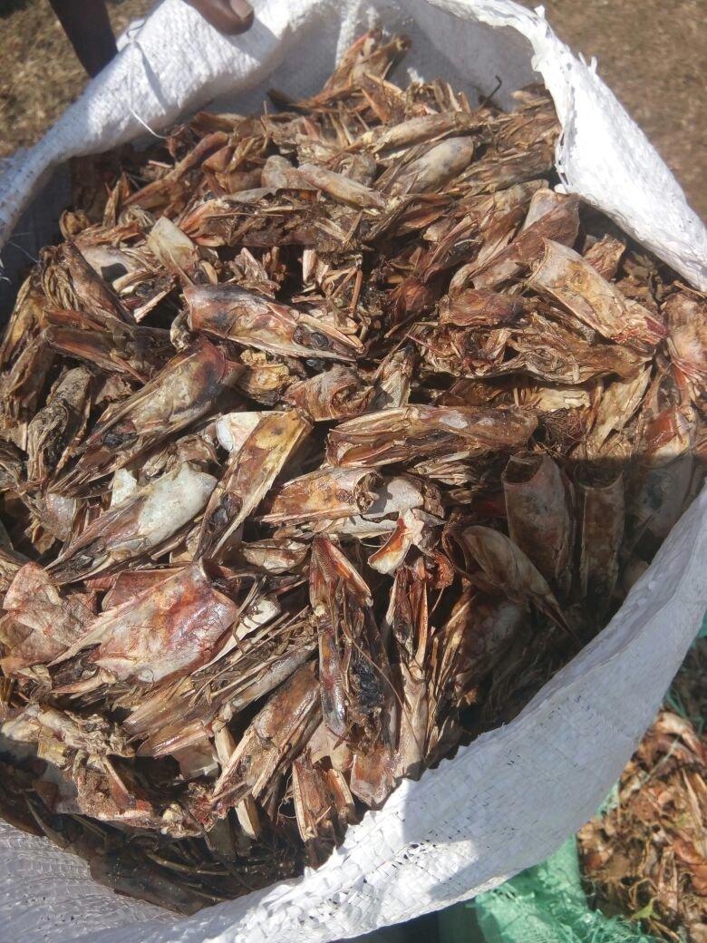 Dried Shrimp Shell +919445330853 (India Trading Company) Aquatic