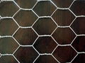 Hexagonal Wire Mesh 1