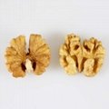 new crop organic dried nuts whole butterfly white Light Amber inshell Walnut  3