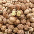 fresh blended Rich blended nutrition nuts longan fruit light thin inshell walnut 2