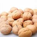 fresh blended Rich blended nutrition nuts longan fruit light thin inshell walnut 4