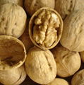 premium natural organic snacks beverage big thin skin inshell walnut 4