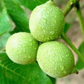 nut premium natural organic high oil content thin skin inshell walnut 1