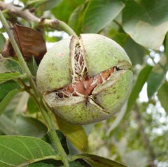 Nuts raw Break to remove blood stasis