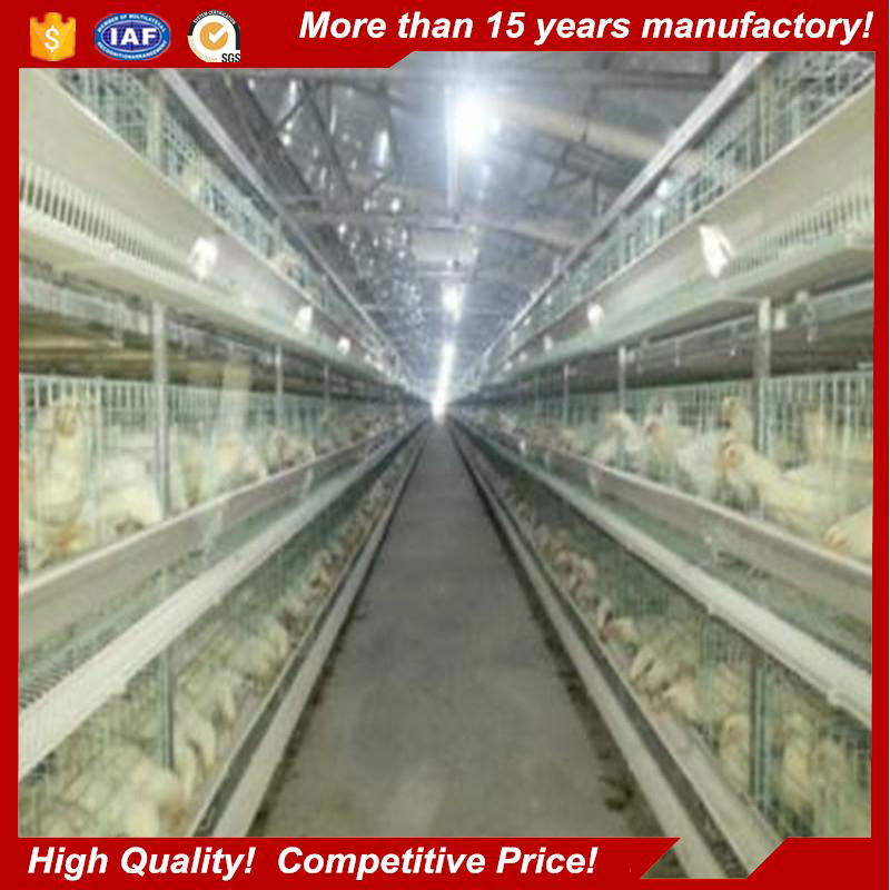 Poultry farming building chicken shed 4