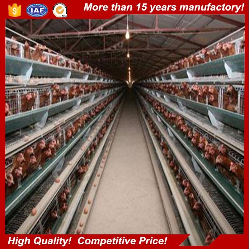 Poultry farming building chicken house