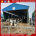 Made in China Prefab Steel Structure Cattle Shed House For Sale 3