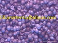 Bohai Bay artemia cysts high hatching rate brine shrimp eggs 2