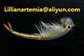 wholesale hot selling high quality fish