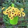 coloreful hanging flower pot & basket 2