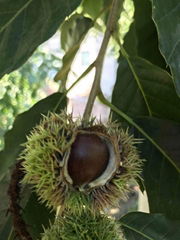 Chinese chestnut