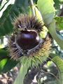 Chinese chestnut 2