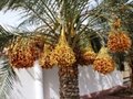 HDPE Date Palm Mesh Bags With UV Protect