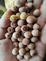 Lotus seed