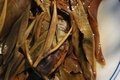 Yunnan Fermented Pu-erh Tea 1