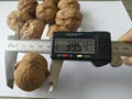 New Crop Sinkiang Walnut Wen 185 for Sale 3