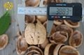 New Crop Northern Walnut Liaoxi for Sale     2