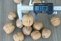 New Crop Northern Walnut Liaoxi for Sale     5