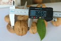 New Crop Northern Walnut Xiangling for Sale     1