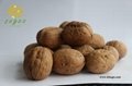 New Crop Northern Walnut Xiangling for Sale     2