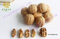 New Crop Northern Walnut Xiangling for Sale     3