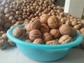 New Crop Northern Walnut Xiangling for Sale     4